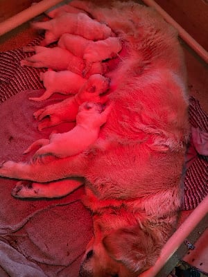 Les chiots de Golden Retriever