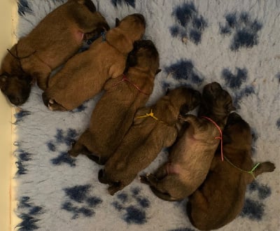 Les chiots de Eurasier