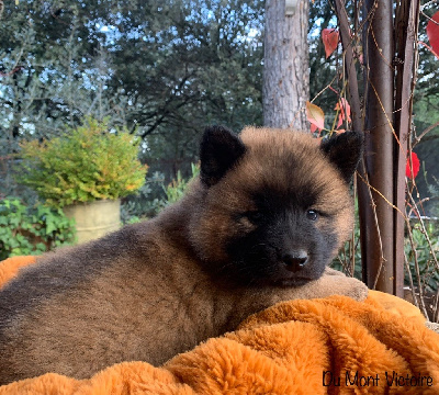 Les chiots de Eurasier