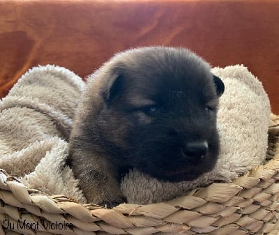 Collier jaune - Eurasier