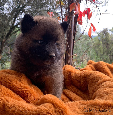 Les chiots de Eurasier