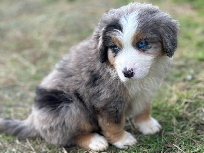 Les chiots de Berger Américain Miniature 