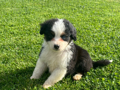 Les chiots de Berger Américain Miniature 