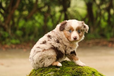 Les chiots de Berger Américain Miniature 