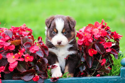 Les chiots de Berger Australien