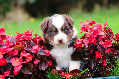 Les chiots de Berger Australien