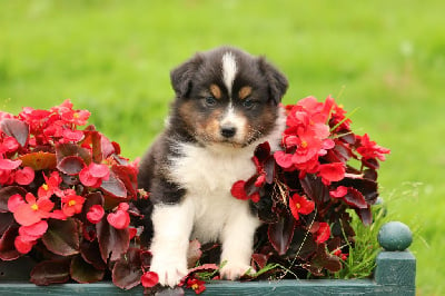 Les chiots de Berger Australien