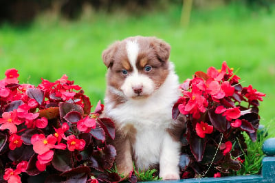 Les chiots de Berger Australien