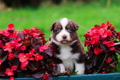 Les chiots de Berger Australien