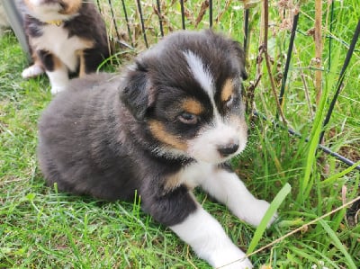 Les chiots de Berger Australien