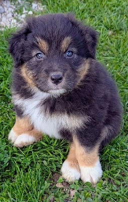 Les chiots de Berger Australien