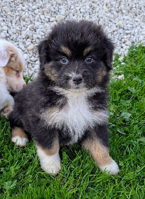 Les chiots de Berger Australien