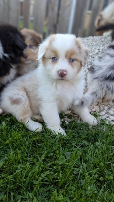 Les chiots de Berger Australien