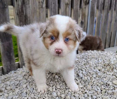 Les chiots de Berger Australien