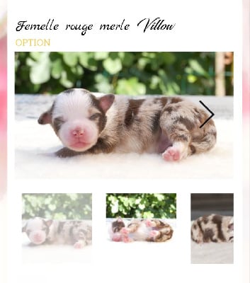 Les chiots de Berger Américain Miniature 