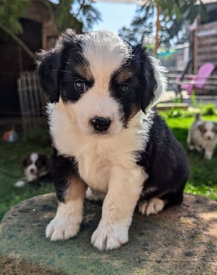 Les chiots de Berger Américain Miniature 