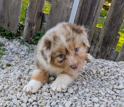 Les chiots de Berger Australien