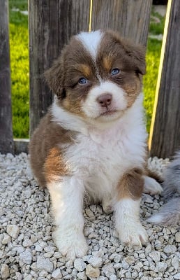 Les chiots de Berger Australien