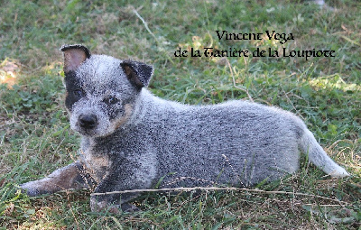 Les chiots de Bouvier australien