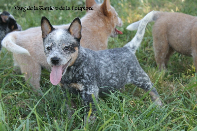 Les chiots de Bouvier australien