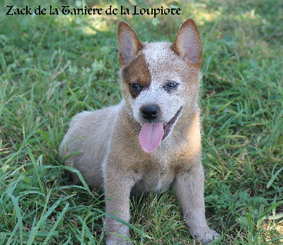 Les chiots de Bouvier australien