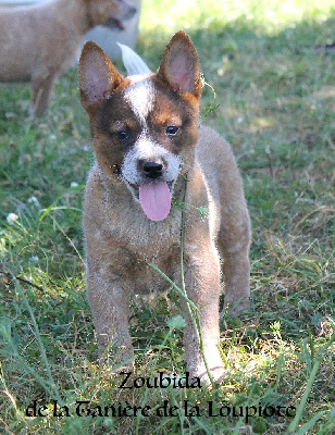 Les chiots de Bouvier australien