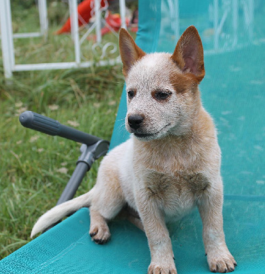 Les chiots de Bouvier australien