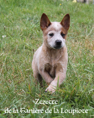 Les chiots de Bouvier australien