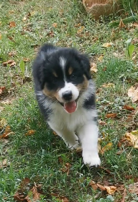 Les chiots de Berger Australien