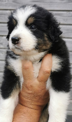 Les chiots de Berger Australien