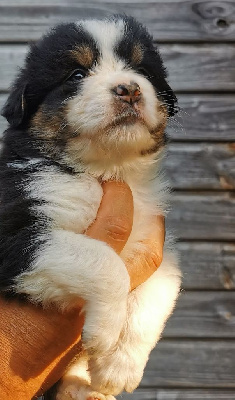 Les chiots de Berger Australien