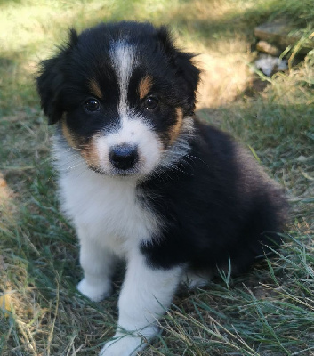 Les chiots de Berger Australien