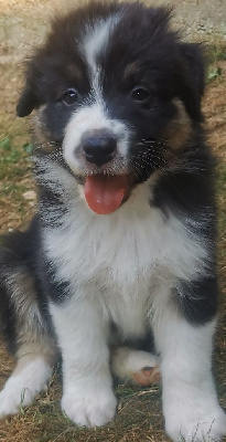 Les chiots de Berger Australien