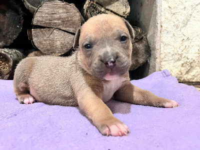 Les chiots de American Staffordshire Terrier