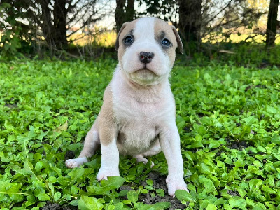 Les chiots de American Staffordshire Terrier