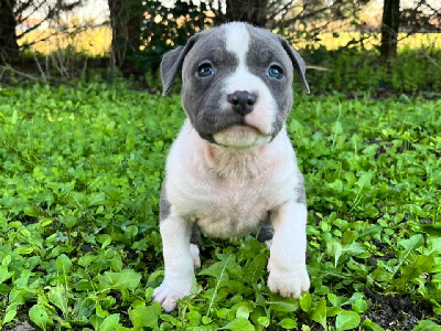 Les chiots de American Staffordshire Terrier