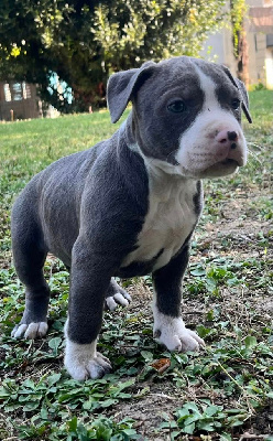 Les chiots de American Staffordshire Terrier