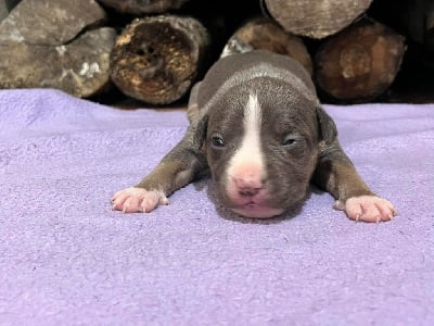 Les chiots de American Staffordshire Terrier