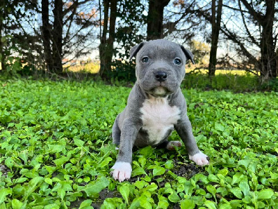 Les chiots de American Staffordshire Terrier