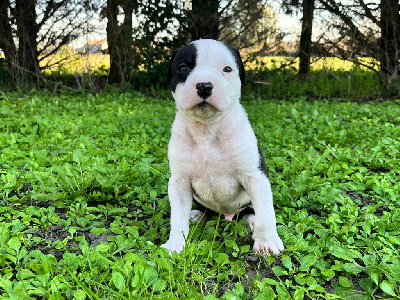 Les chiots de American Staffordshire Terrier