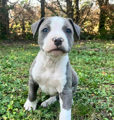 Les chiots de American Staffordshire Terrier