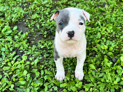 Les chiots de American Staffordshire Terrier