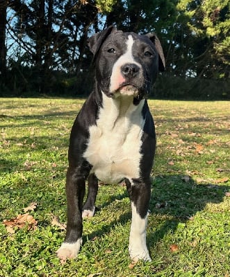 Les chiots de American Staffordshire Terrier