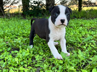 Les chiots de American Staffordshire Terrier