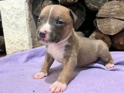 Les chiots de American Staffordshire Terrier