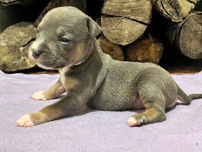 Les chiots de American Staffordshire Terrier