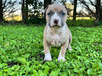 Les chiots de American Staffordshire Terrier