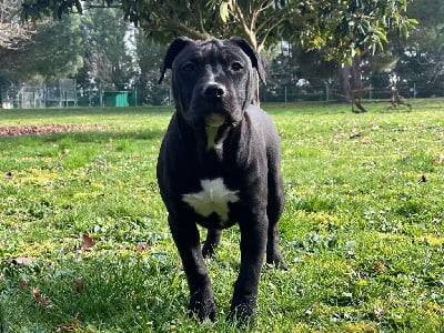 Les chiots de American Staffordshire Terrier