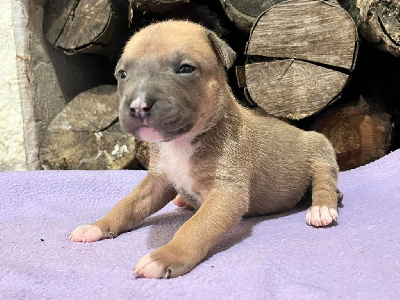 Les chiots de American Staffordshire Terrier