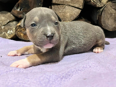 Les chiots de American Staffordshire Terrier